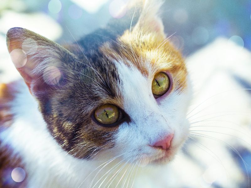 Фотография кота из галереи