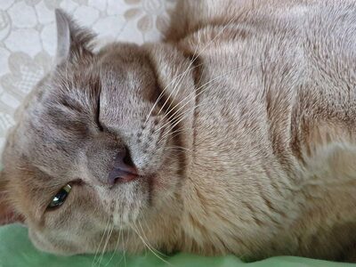 Фотография кота №2