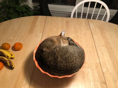 Фотография кота №4