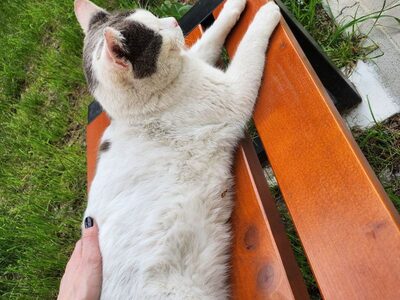 Фотография кота №5